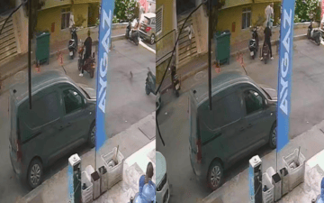 Alanya Hayvan Şiddeti