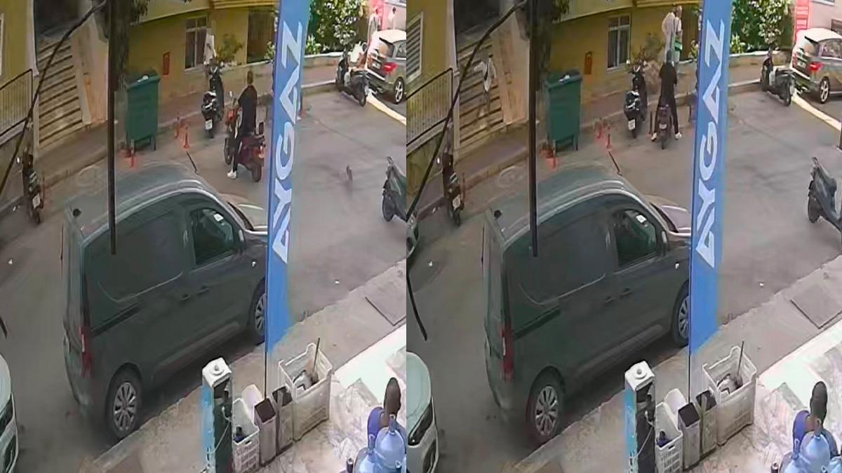 Alanya Hayvan Şiddeti